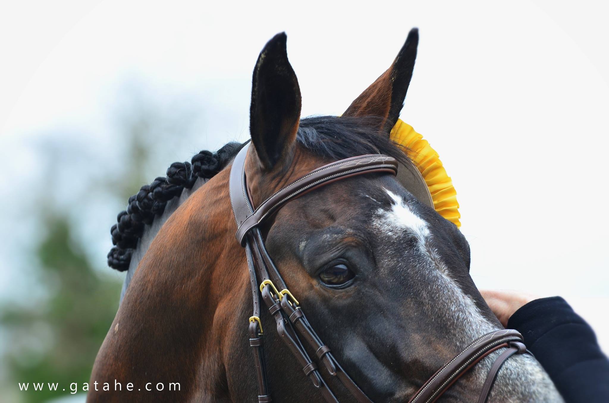 DIAMANT DE SEMILLY, l’incontournable de la Grande Semaine de Fontainebleau 2025