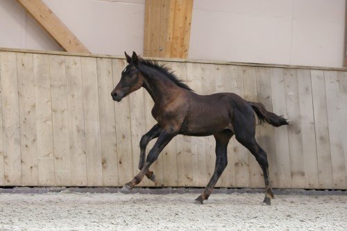 Image de cheval