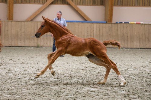 Horse picture