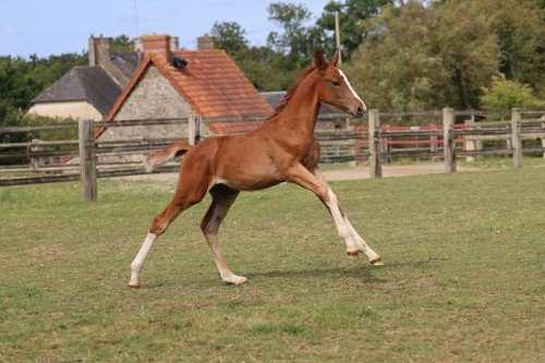 Image de cheval
