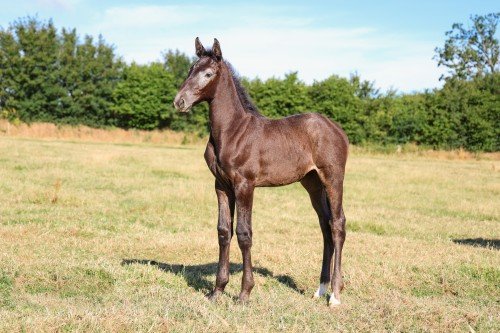 Horse picture