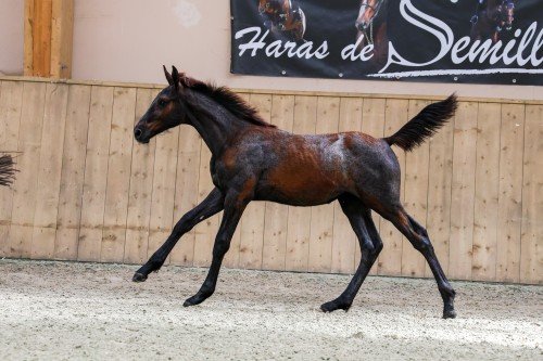 Horse picture