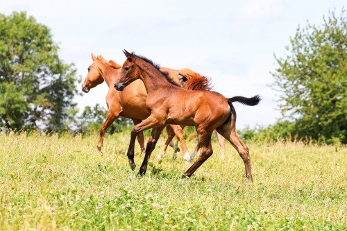 Horse picture