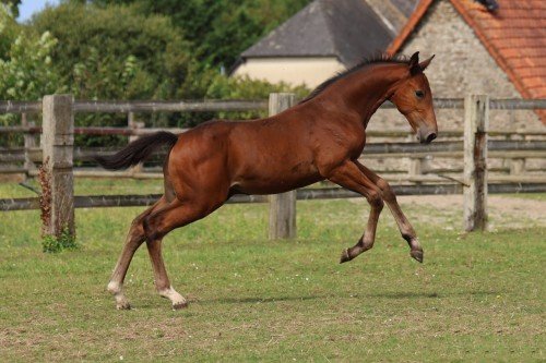 Image de cheval