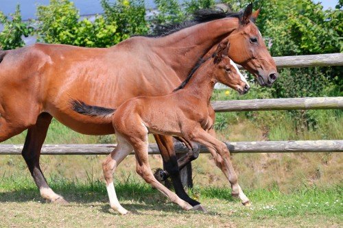 Image de cheval