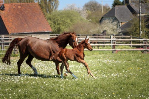 Horse picture