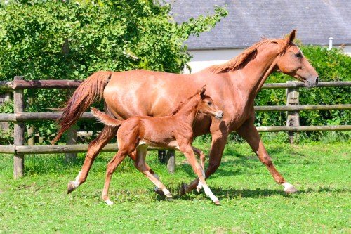 Image de cheval
