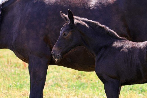 Horse picture