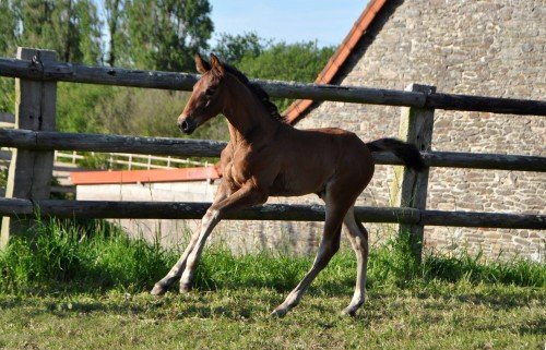 Image de cheval