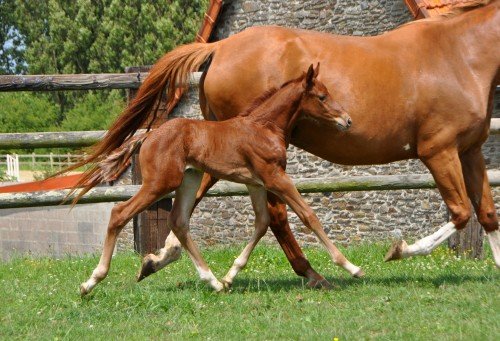 Image de cheval
