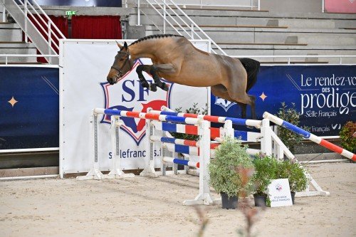Image de cheval