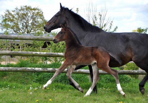 Image de cheval