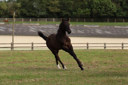 Image de cheval