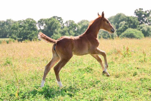 Horse picture
