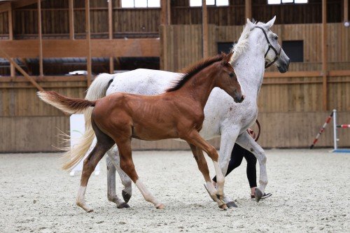 Image de cheval