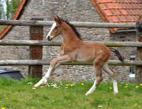 Image de cheval