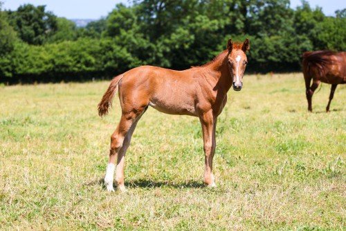 Horse picture