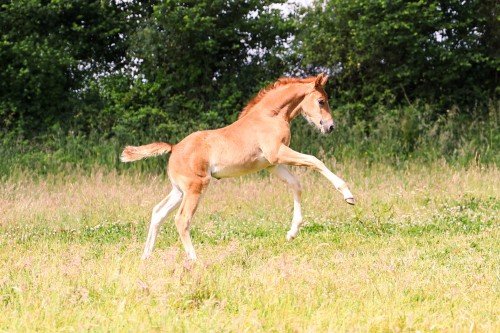 Horse picture