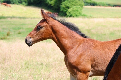 Image de cheval