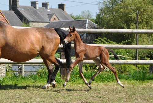 Image de cheval