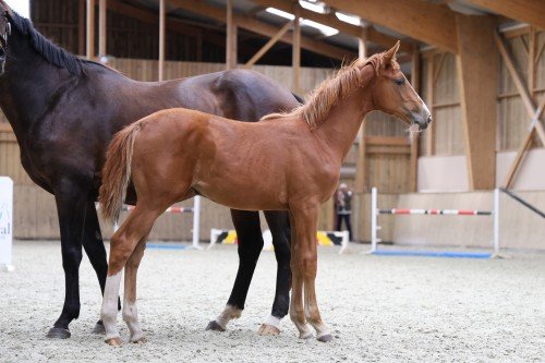 Image de cheval
