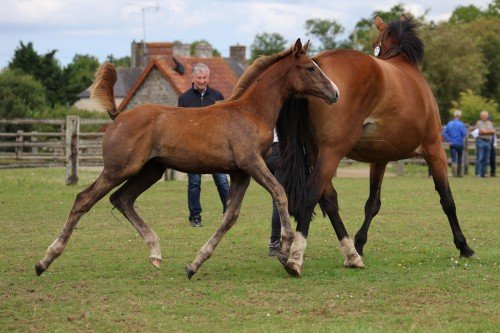 Image de cheval