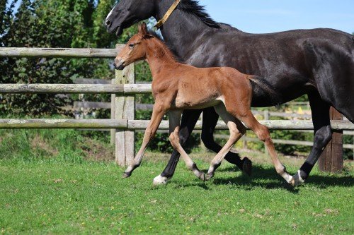 Image de cheval