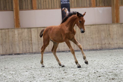 Image de cheval