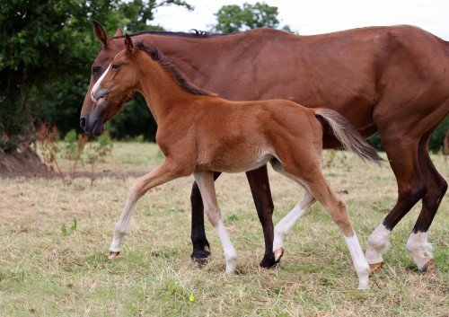 Image de cheval