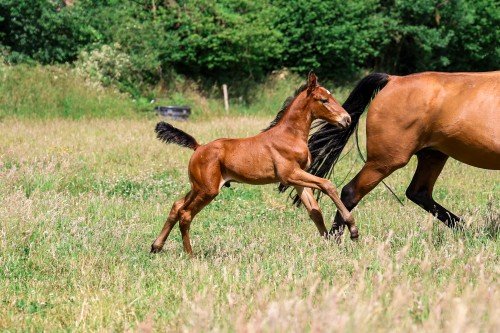 Horse picture