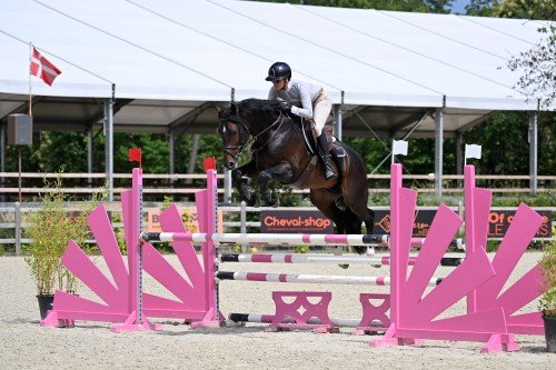 Horse picture