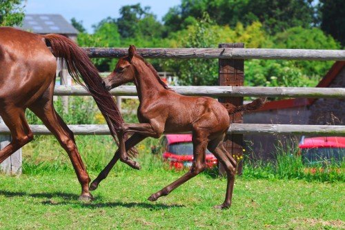 Image de cheval