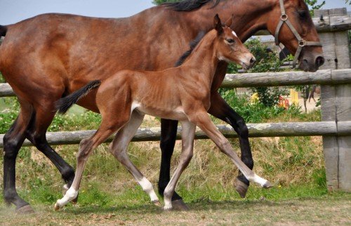 Image de cheval
