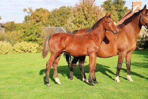 Image de cheval