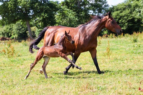 Horse picture