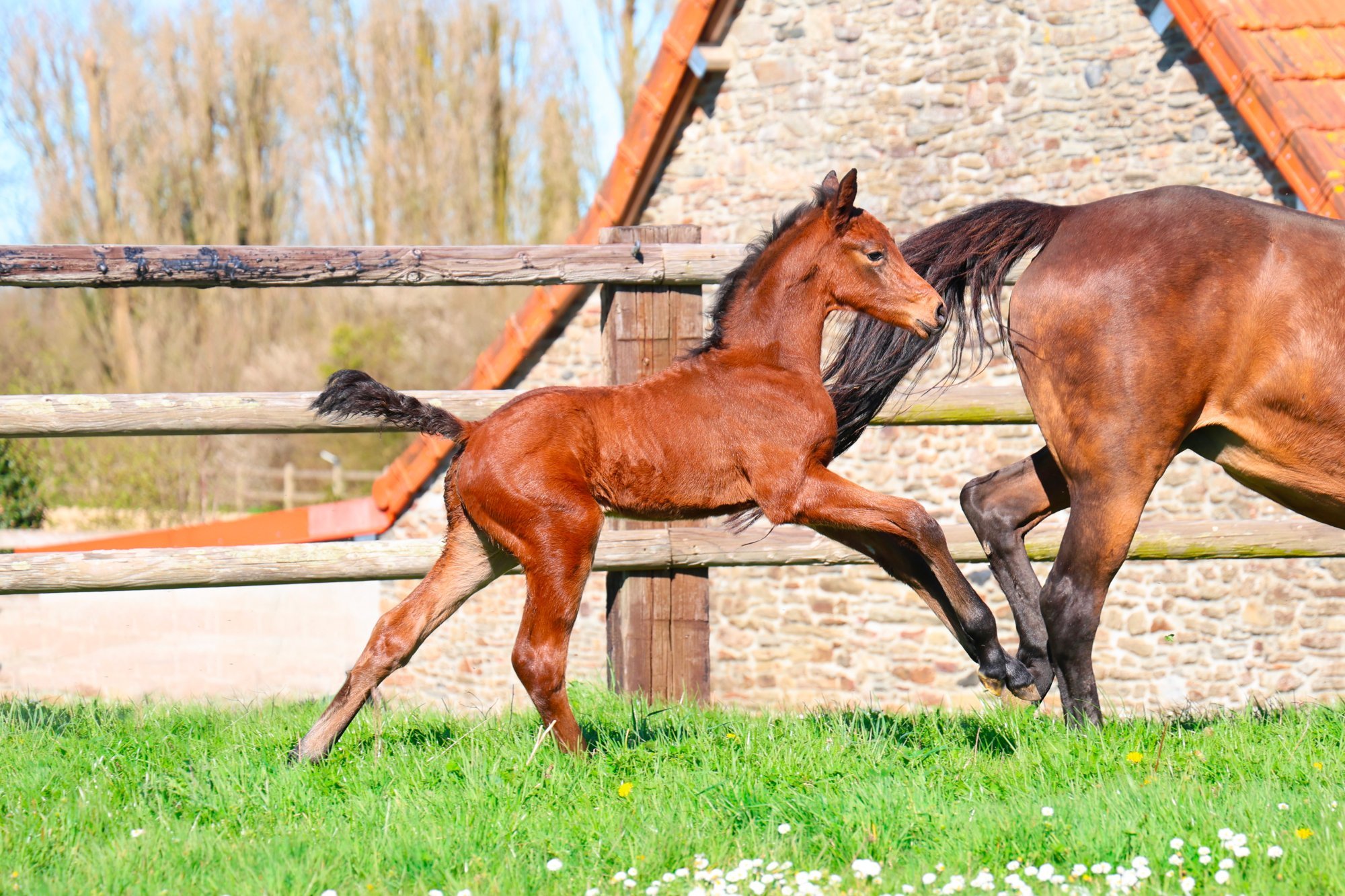 QEO WILD SEMILLY