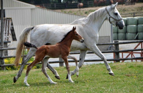Image de cheval