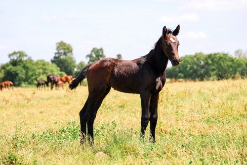 Horse picture