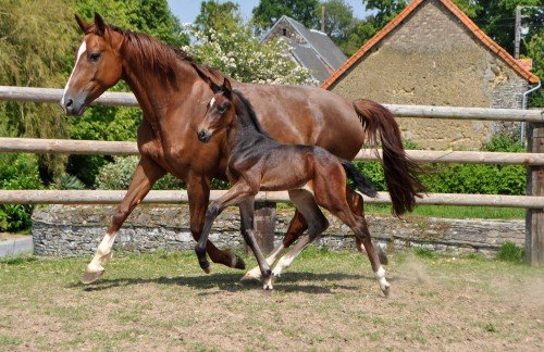 Image de cheval