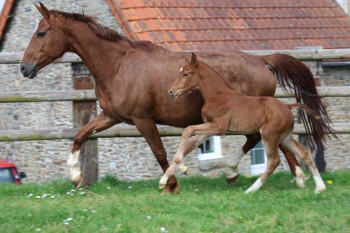 Image de cheval