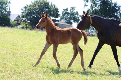 Image de cheval