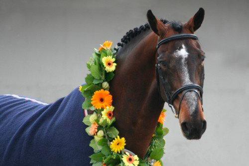 Image de cheval