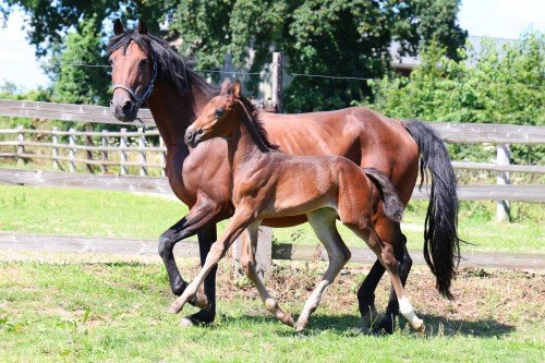Image de cheval