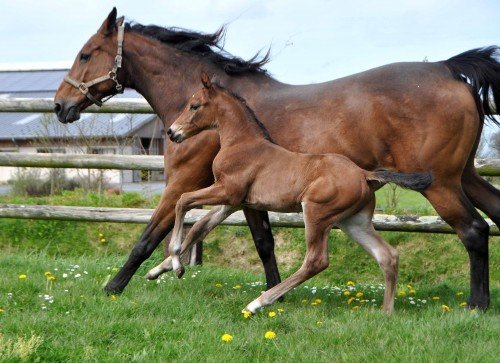 Image de cheval