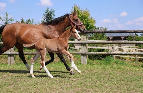 Image de cheval