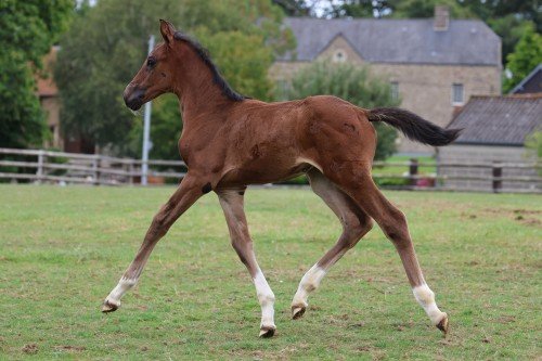Image de cheval