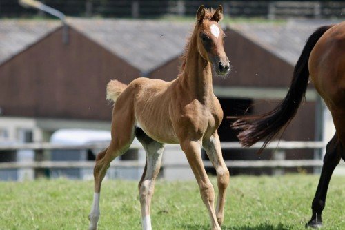Image de cheval