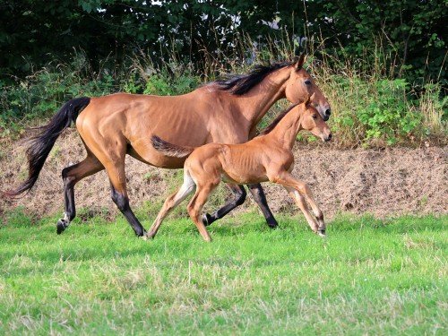 Image de cheval