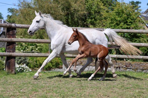 Image de cheval